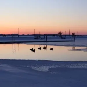 Winter sunrise over lake with ducks swimming.