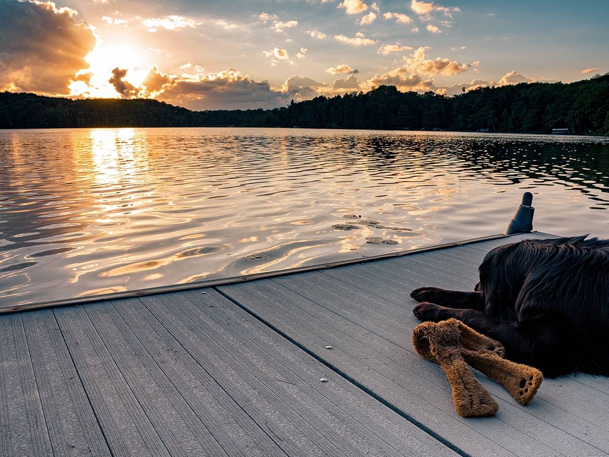 A black golden retriever and Newfoundland mixed-breed dog laying on a dock with his stuffed toy watching the sunset over a northern Wisconsin lake.