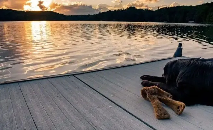 Dog resting on dock at sunset by the lake.