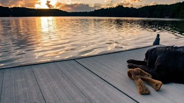 Dog relaxing on dock at sunset by lake.